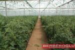 Теплица под пленкой Berberoglu Ltd.