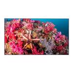Панель для видеостен EliteBoard Advanced BB558FCBED 55”