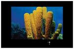 AquaView Smart TV 55quot;