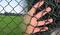 Chain Link Mesh Fence