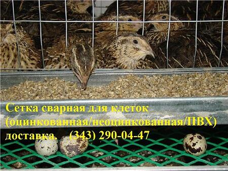Сетка сварная оцинкованная