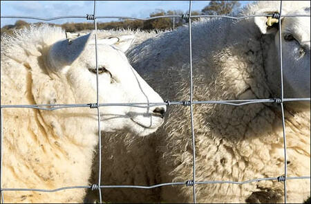 Field Fence