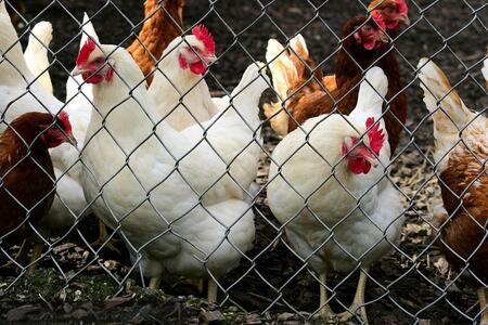 Chicken Wire Netting