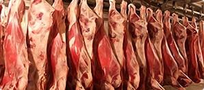 Оборудование для первичной и вторичной переработки КРС, свиней, МРС, птицы, кроликов