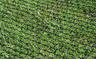 Plastic Mesh for Soil Stabilization