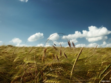 AGCO объявляет о новой стратегии для развития точного земледелия