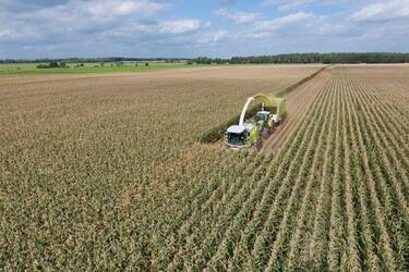 CLAAS рассчитал убытки при недомолоте зерен кукурузы на силос