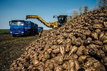 Рекордная урожайность у мантуровских свекловодов Курской области – не ниже 720 центнеров с га!