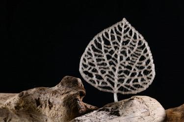 Создан пластик из лигноцеллюлозной биомассы — экологичный аналог ПЭТ