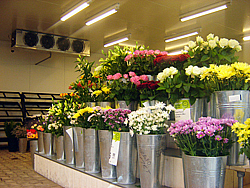 Холодильная камера для цветочного гипермаркета Холодильная камера для цветочного гипермаркета