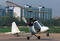 Самолет многоцелевой одноместный - Автожир МАИ-205