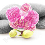 MZ-75 Мудрость